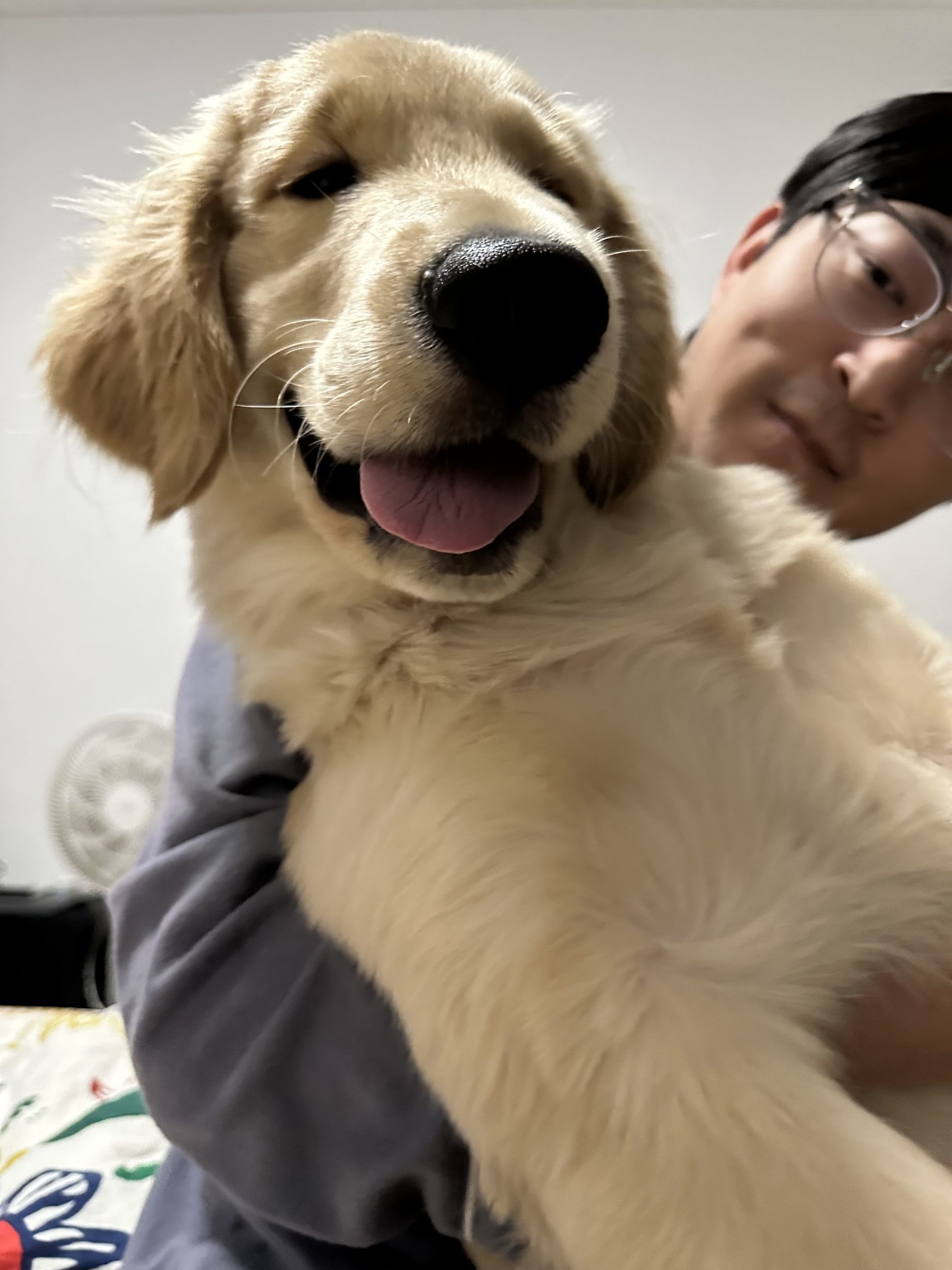 金毛可乐的日常照片 6
